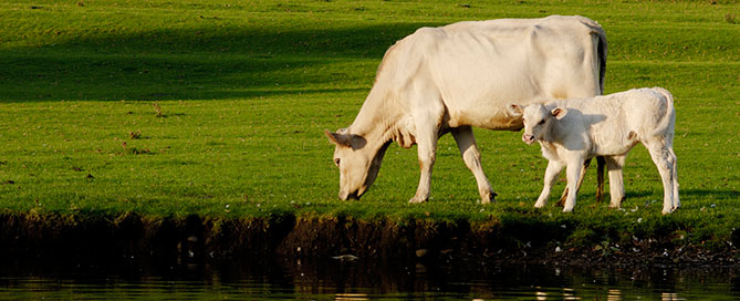Cow and calf walking