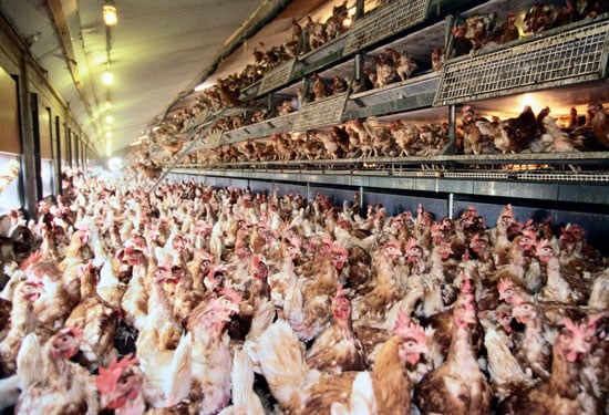 Free-Range-Hens-Overcrowded