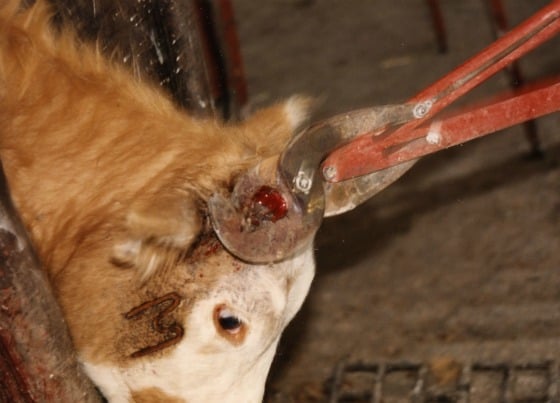 Branded Calf Being Dehorned
