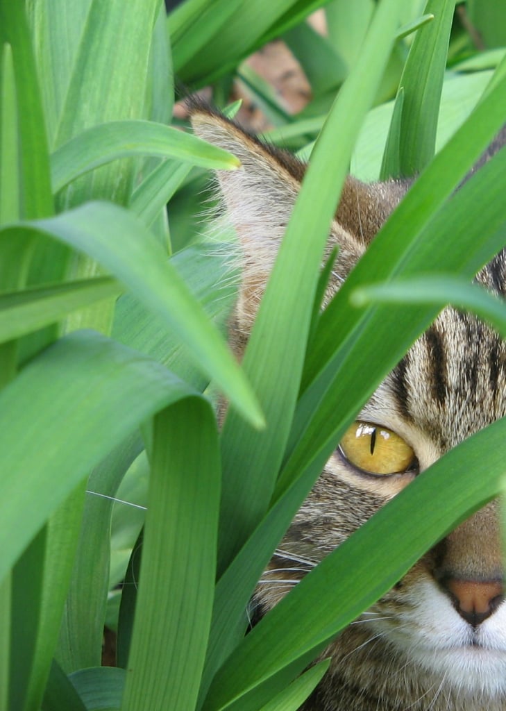 cat stalking in the grass