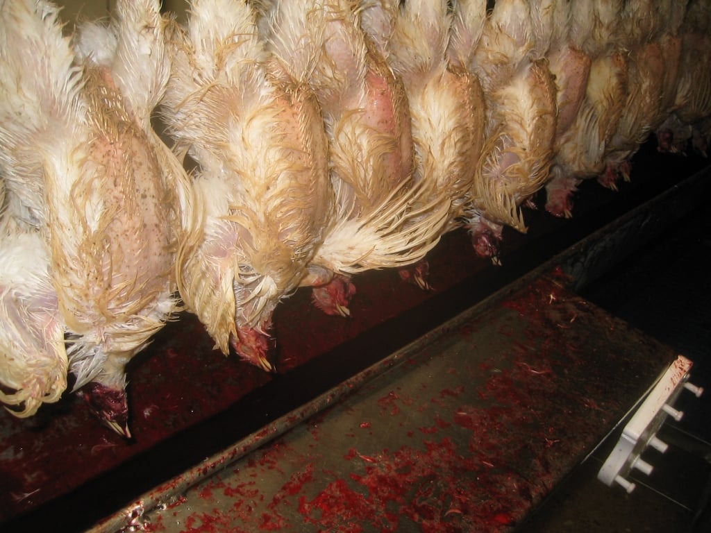 chickens with their throats cut, hanging in shackles on the slaughter line