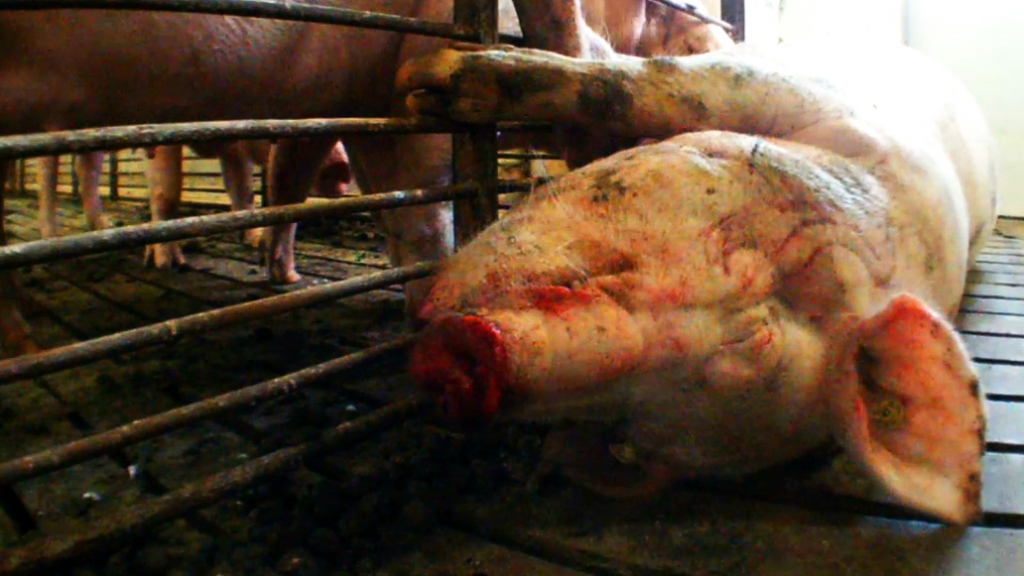 injured and dead pig on factory farm