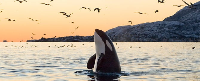 Orca with birds in the wild