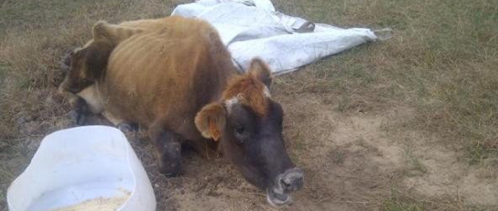 Downed Cow on Organic Dairy Farm