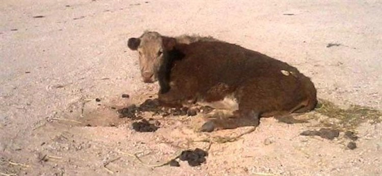 Downed Cow in Texas