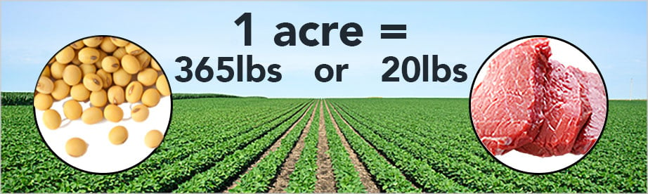 One acre of soy beans equals 365 lbs. of beans or 20 lbs. of meat.