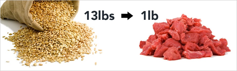 it takes 13 pound of grain to produce 1 pound of meat.