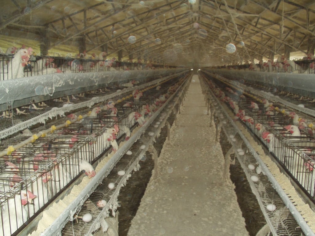 Battery Chickens on Egg Farm