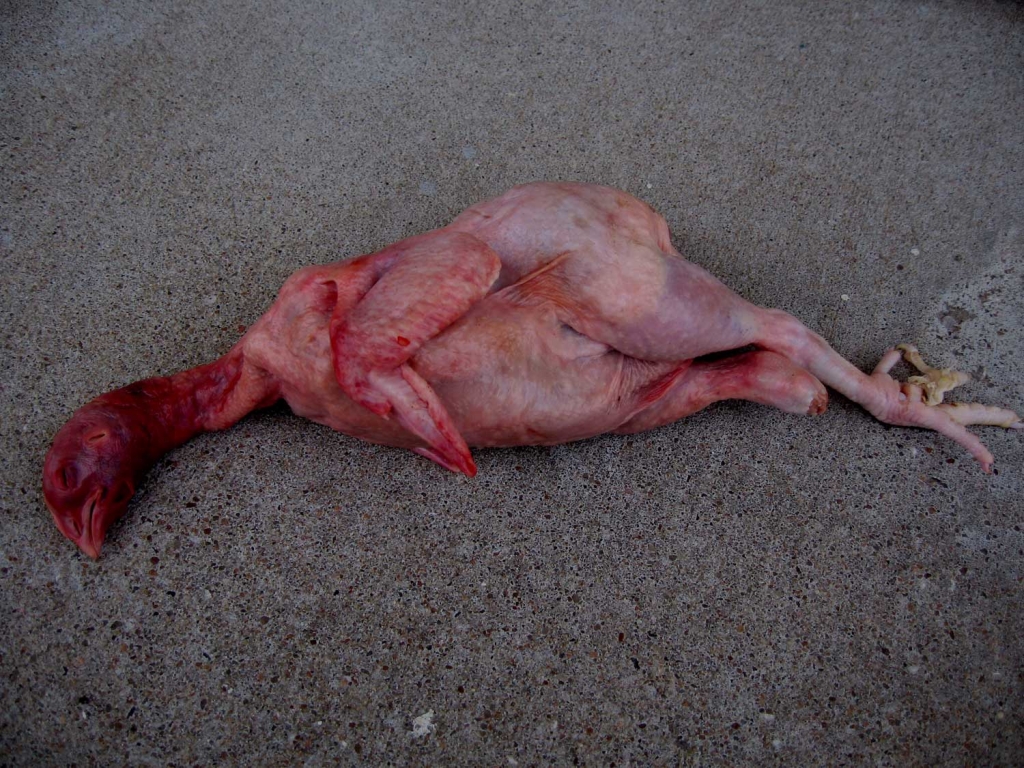 Chicken Scalded Alive (Red Bird)