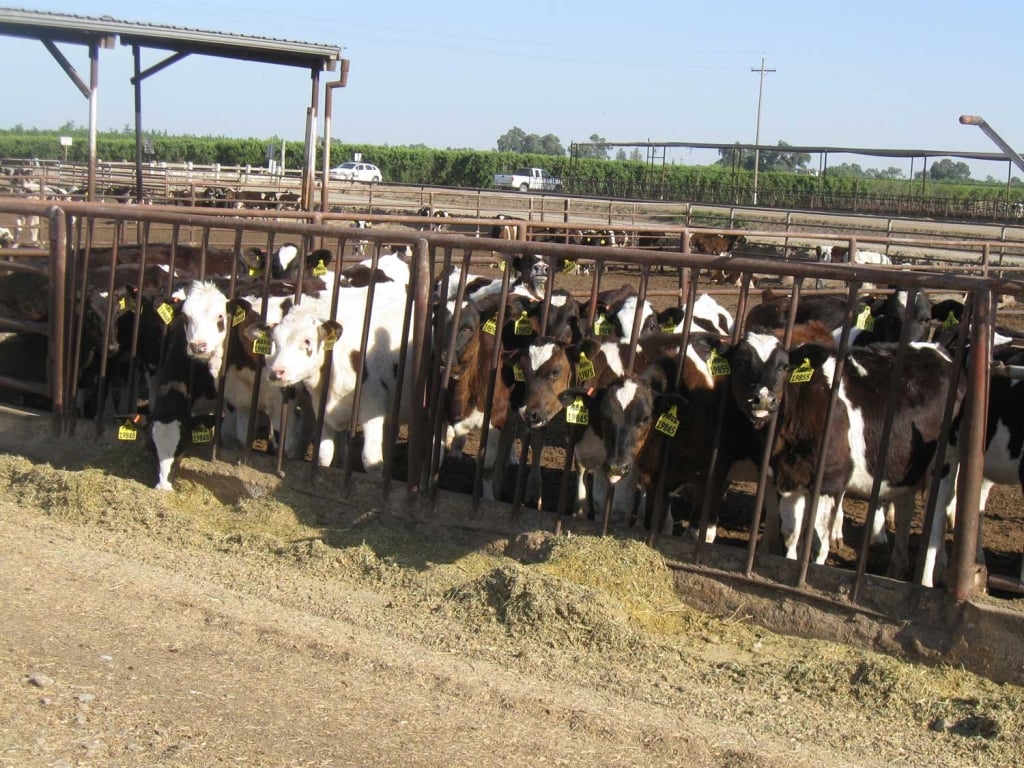 Cows Eating Hay