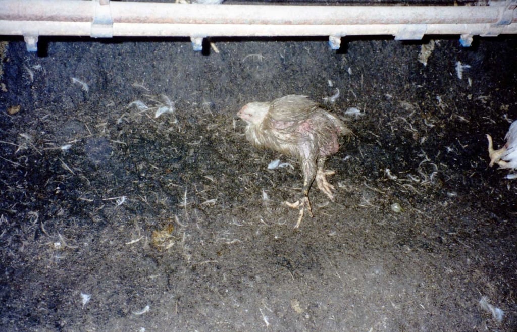 Dead Broiler Chicken