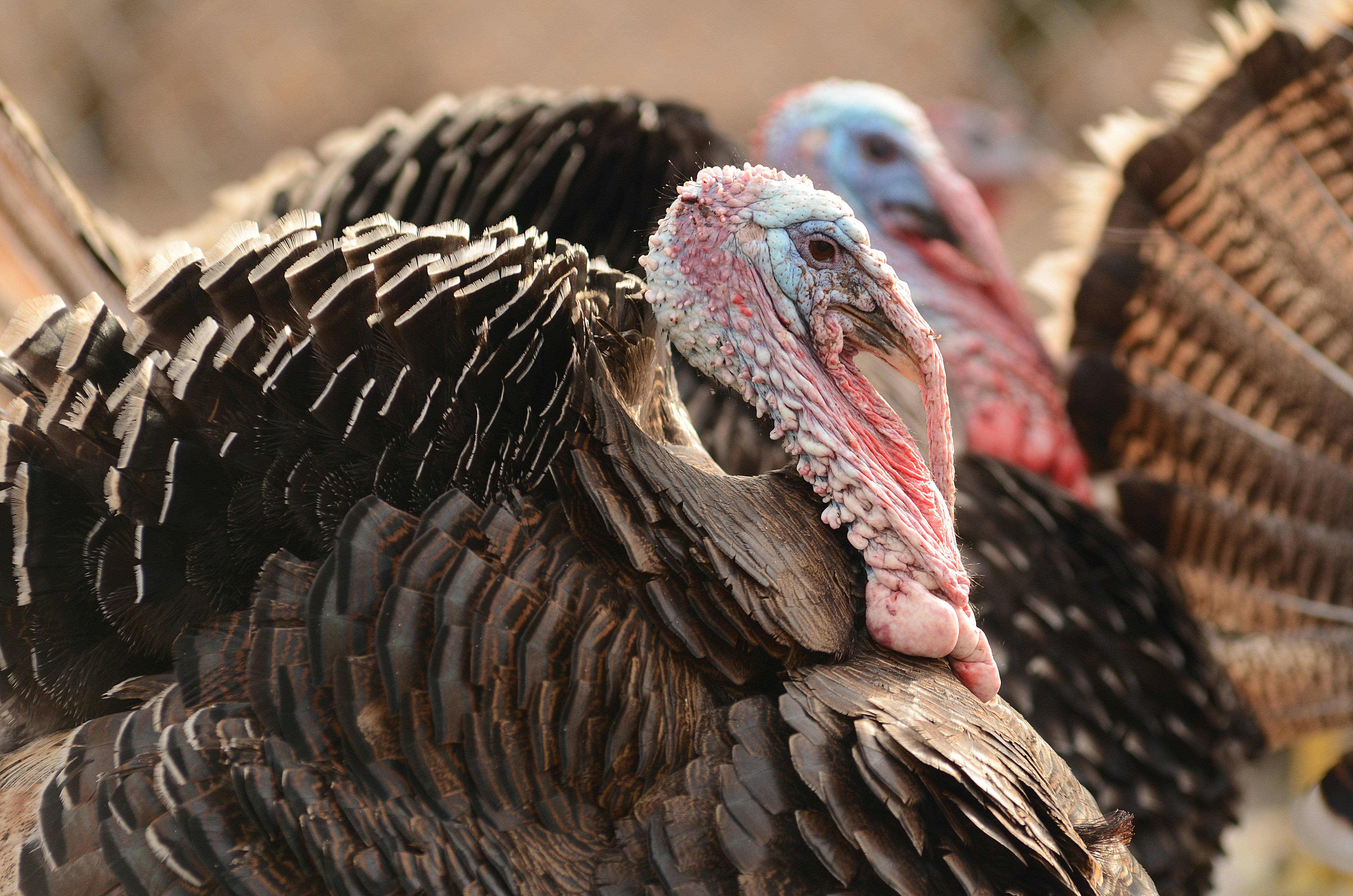 The Hidden Lives of Turkeys That Every Christian Should Know About - PETA  LAMBS