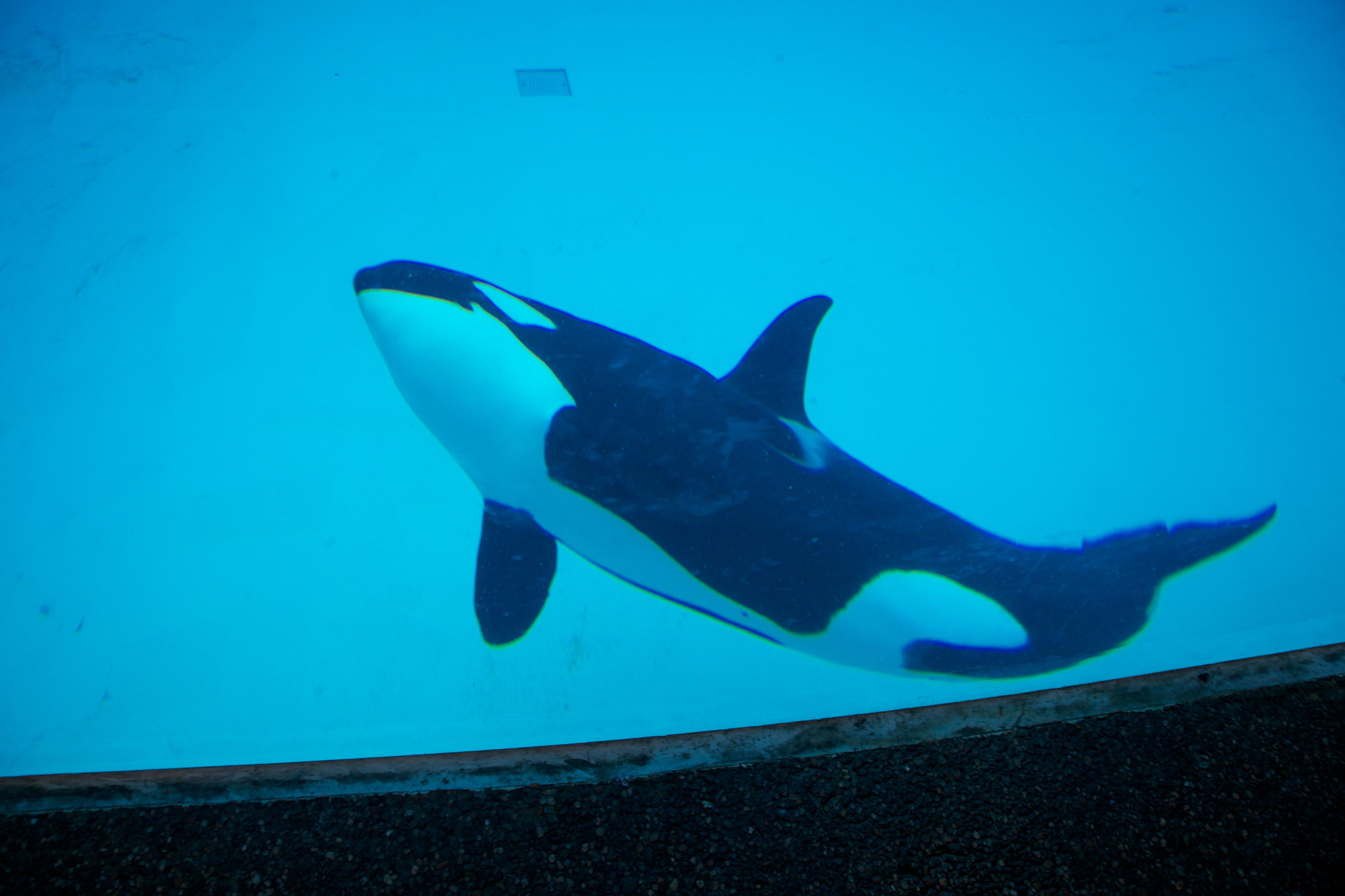 Orca tank at SeaWorld San Diego, 2011.