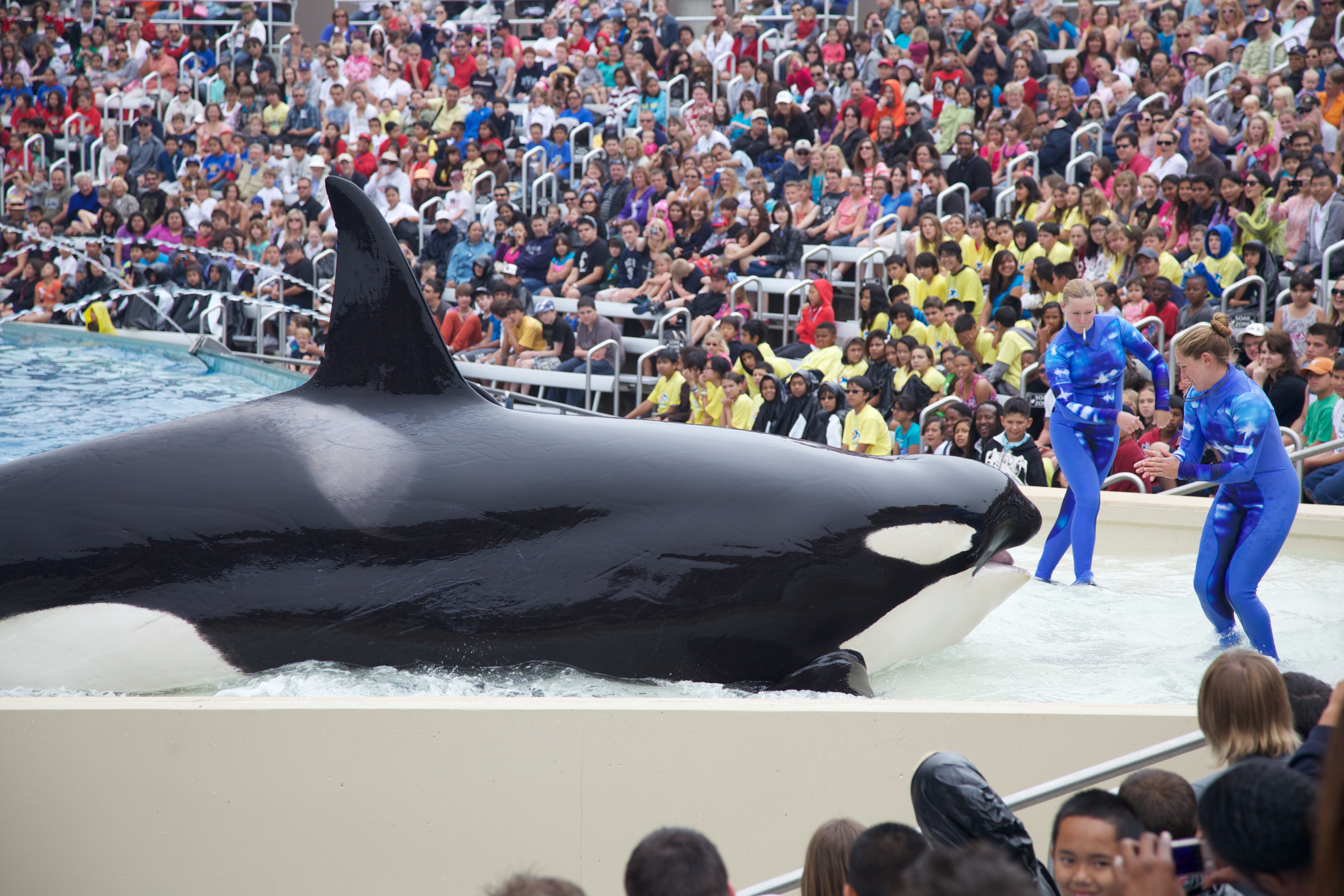 Orca show at SeaWorld San Diego, June 2011.