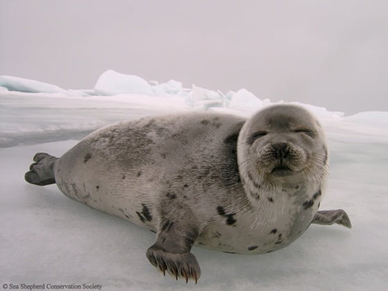 baby-seal-1