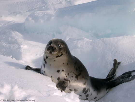 baby-seal-2