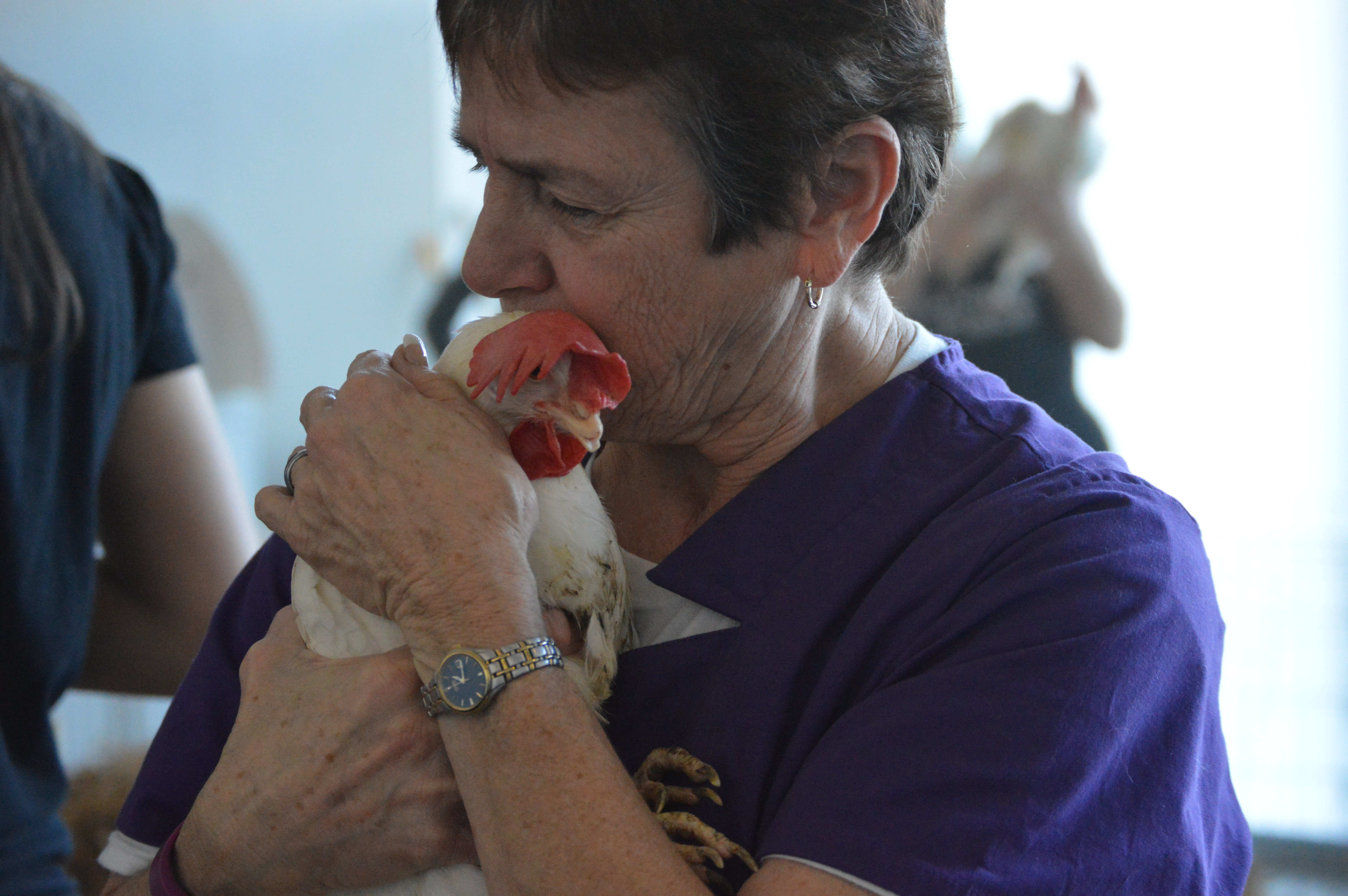 PETA hosted a Chicken Adoption event at the Bob Barker Building to find homes for the almost 100 chickens rescued by Animal Place from a factory egg farm. A woman cuddles a chicken.