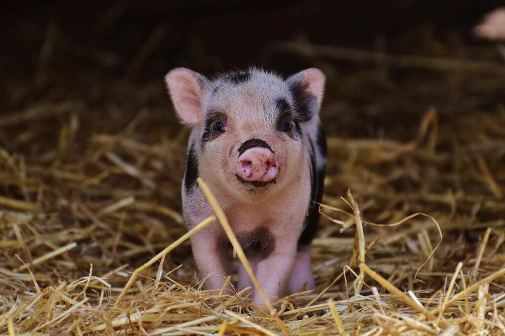 james cromwell radio psa give pigs a break