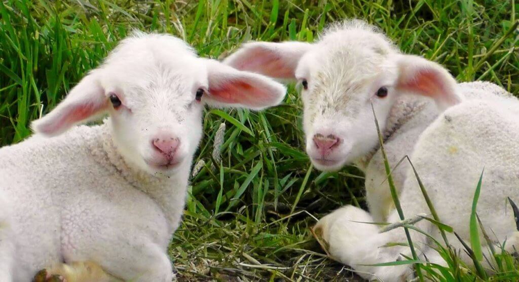 Two white lambs lying on grass looking back at camera