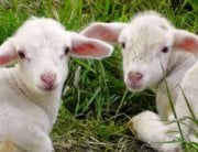 Two white lambs lying on grass looking back at camera