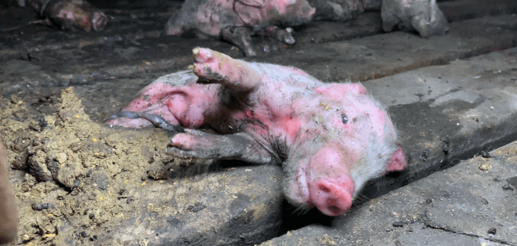 pig farm, indiana, whistleblower report