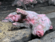 pig farm, indiana, whistleblower report