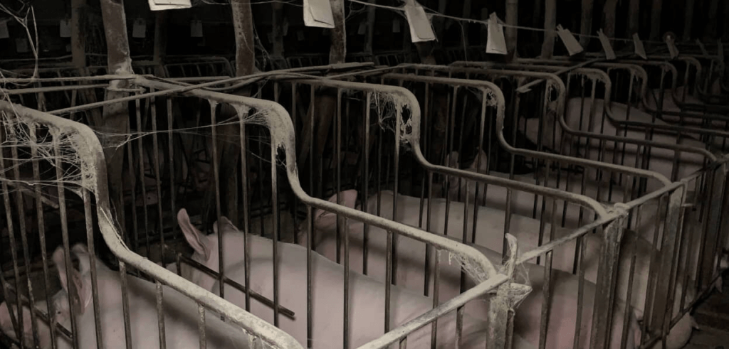 pig farm, indiana, whistleblower report