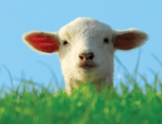 PETA Zoom background with picture of lamb and text "Waiting for a sign? THIS IS IT! GO VEGAN."