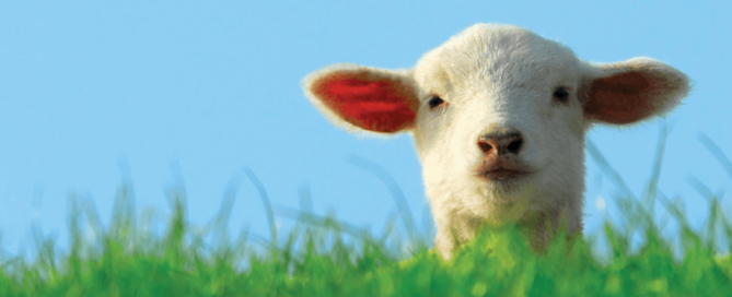 PETA Zoom background with picture of lamb and text "Waiting for a sign? THIS IS IT! GO VEGAN."