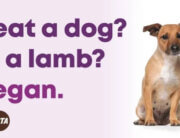 lavender background with purple lettering and a cute dog next to a cuter lamb