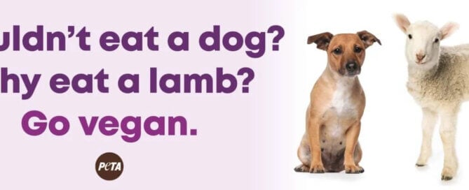 lavender background with purple lettering and a cute dog next to a cuter lamb