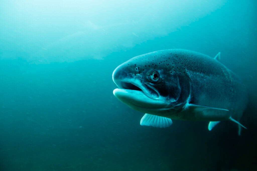 Trout underwater