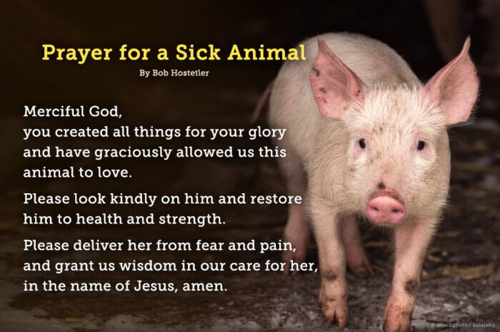 Give Thanks for Animals—and Lift Them Up in Prayer | PETA LAMBS