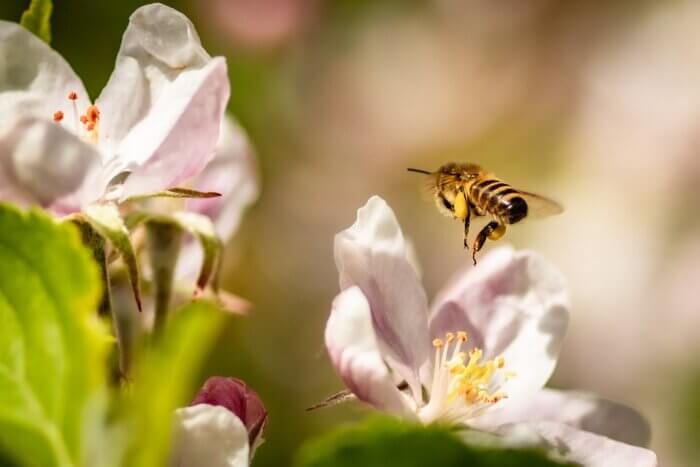 a honey bee pollinates an apple blossom