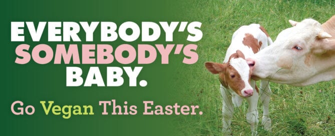 everybodys somebodys baby cows easter mothers