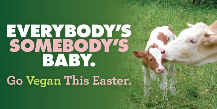 everybodys somebodys baby cows easter mothers