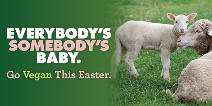 everybodys somebodys baby sheep easter mothers