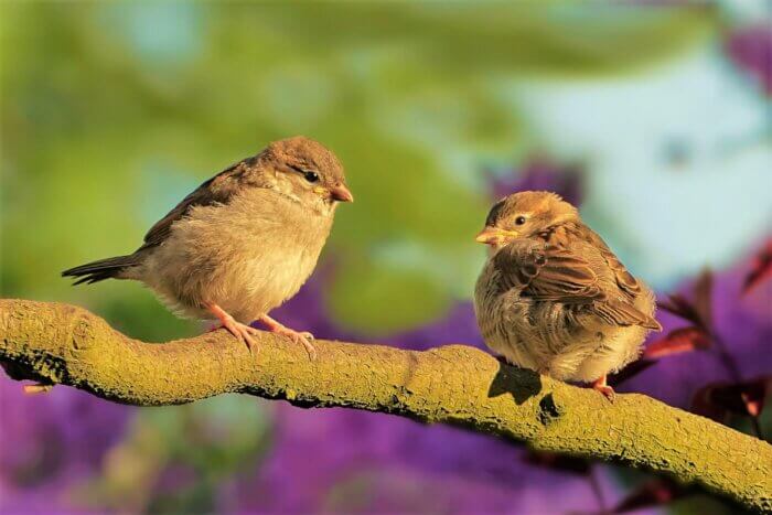 Two pretty sparrows on a tree branch