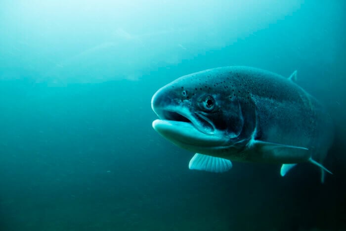 steelhead trout photographed in oregon