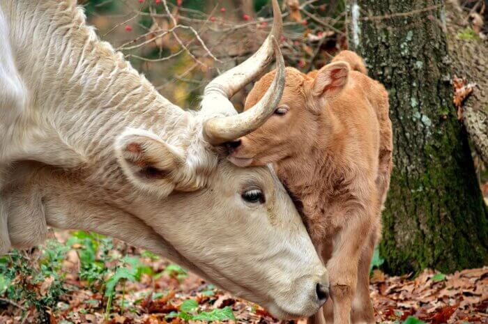 A mother cow and her calf embrace