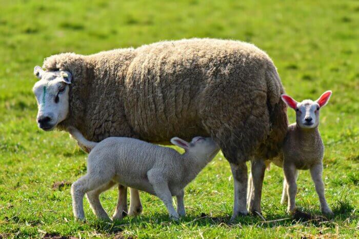 A mother sheep feeds her lamb