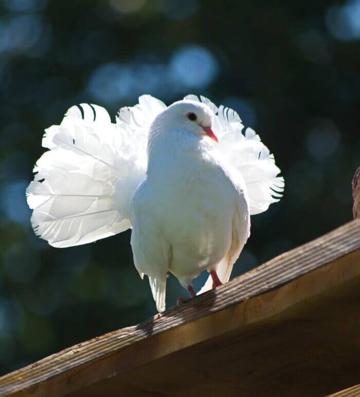 Dove hunt: Beautiful white dove