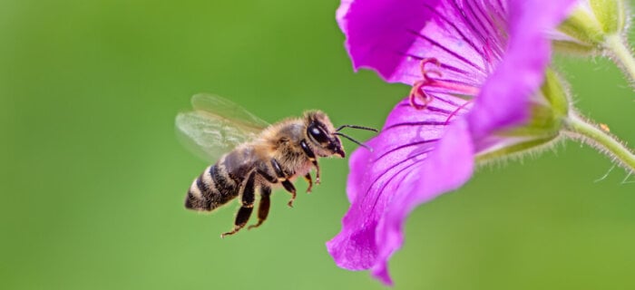Honeybee and purple flower
