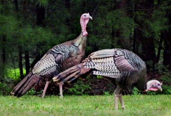 Beautiful wild turkeys