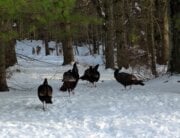 Vegan Thanksgiving - willd turkeys walking through the snow