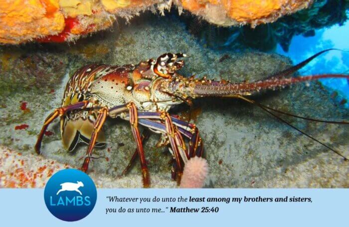 underwater lobster posing on coral and rock