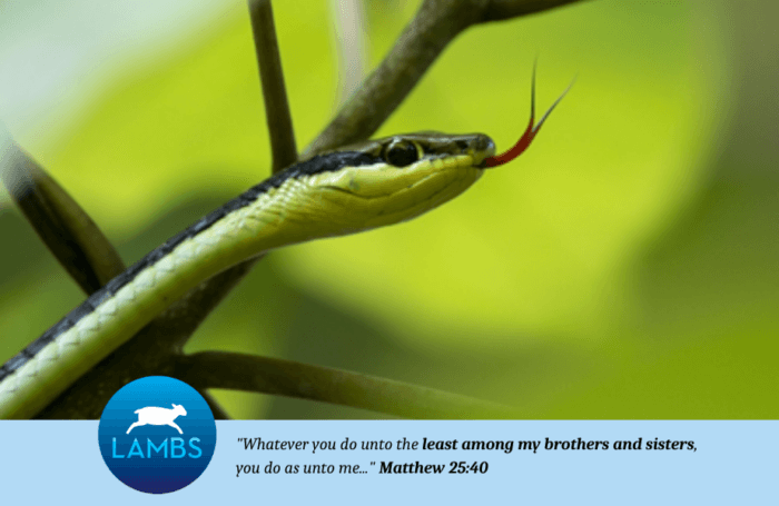 tiny green snake with tongue out climbing tree branch 