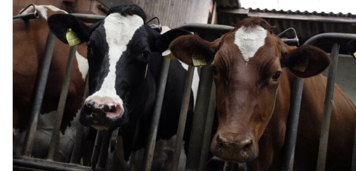 two sad cows with ear tags held captive behind bars