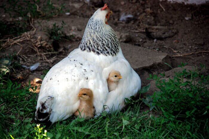 Mother hen protecting chicks