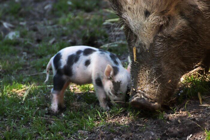 spotted piglet with mother